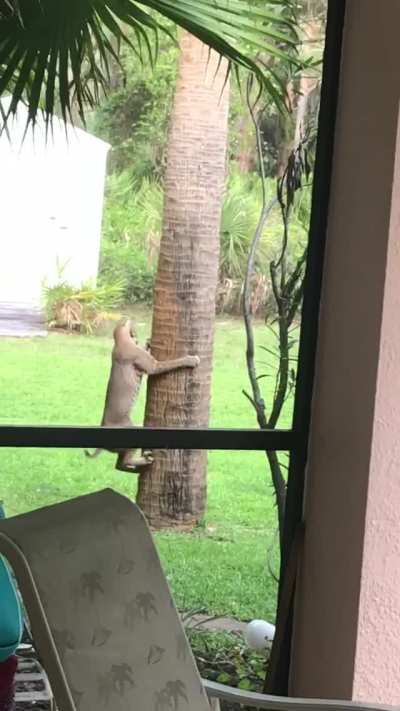 Bobcat chasing a squirrel around a tree in someone&rsquo;s backyard