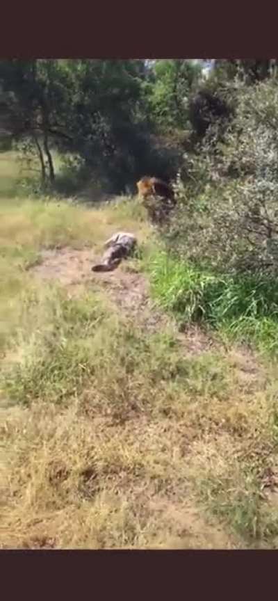Walking into a lion enclosure