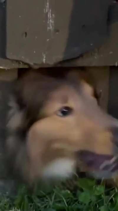 Bark