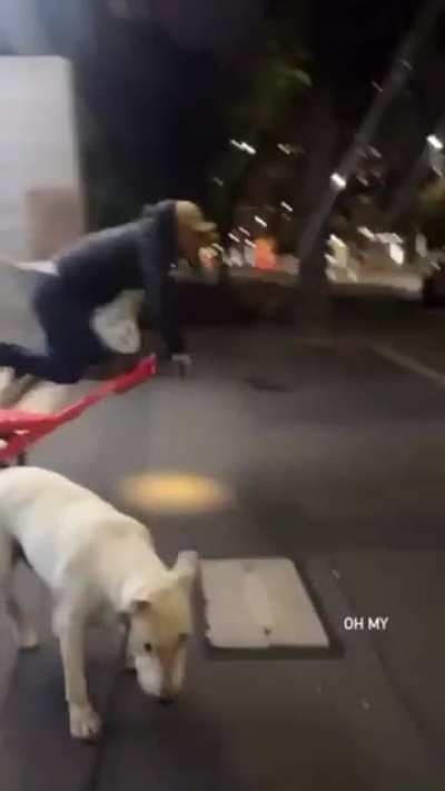 Cute dog