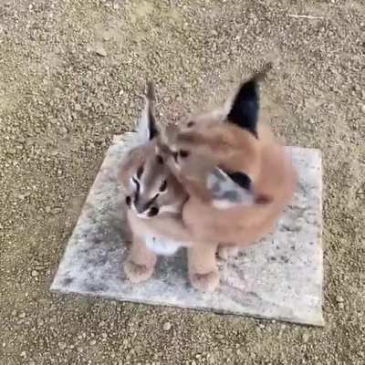 2 lovely floppas