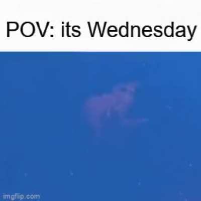 the Wednesday frog has come