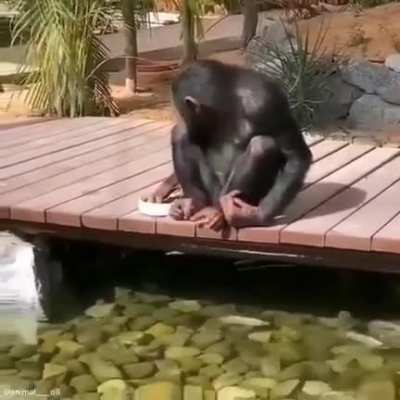 Nothing special, just a chimp feeding fish.
