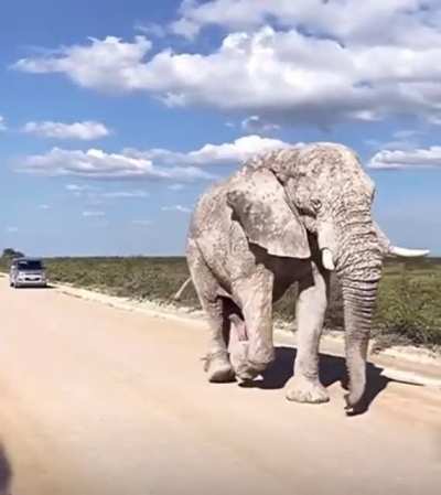 Elephant and friend