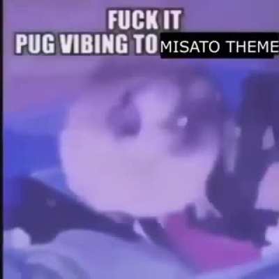 Just pug vibing to misato theme
