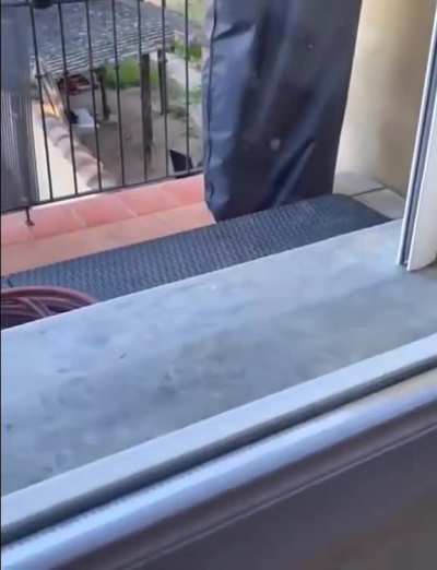 Peek-a-boo