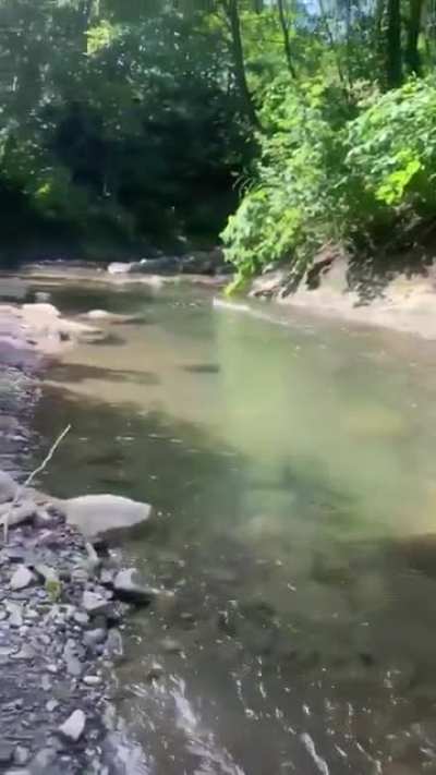Waterfowl skims the surface