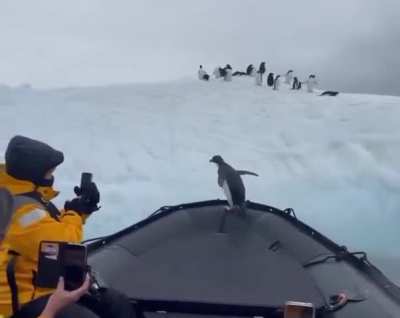 A Penguin jumped on this boat to escape a seal, so they took him to the iceberg where his friends were waiting for him. 🐧😁