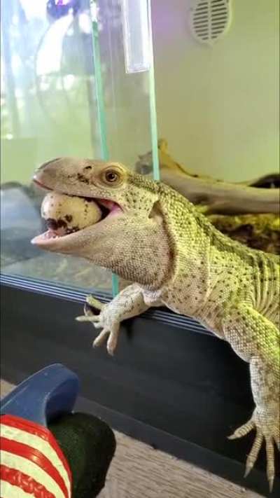 Elon the White Throat Monitor "Varanus albigularis "