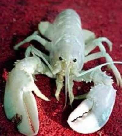 We&rsquo;ve seen blue lobster , now get ready for