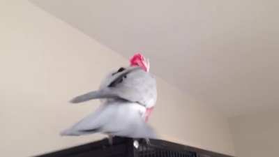 WeaaaAAA-