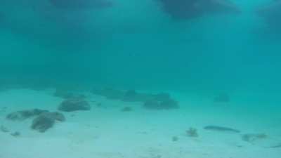 Jellyfish swarm