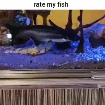 rate my fish