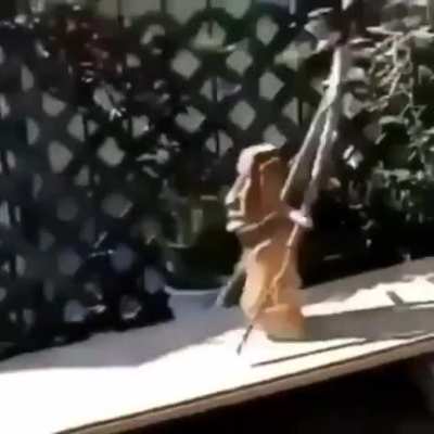 Run