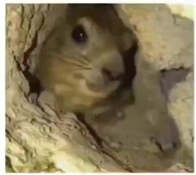 System of the hyrax