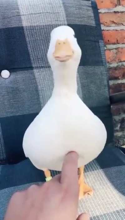 Para este domingo de patos; &iquest;han escuchado a uno reir? 🦆