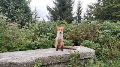 Weird looking pupper i came across