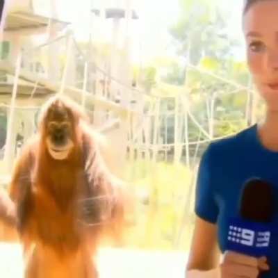 Monkey likes what he sees
