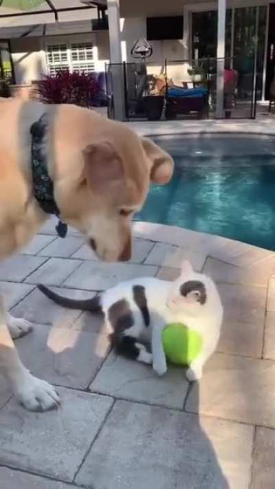 I stole your ball you SOB