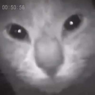 Cat 😱