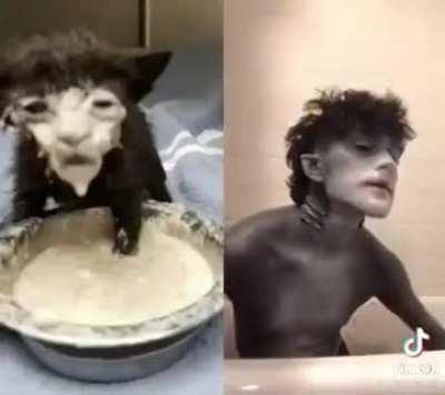 cat