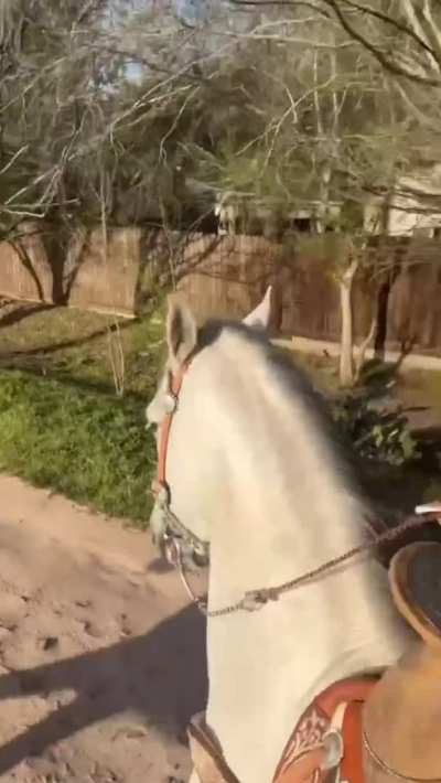 🐎