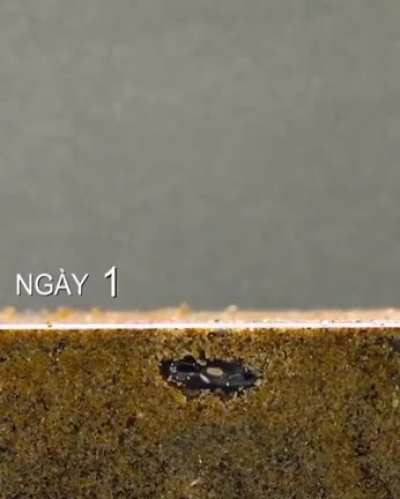 Seed germination time lapse