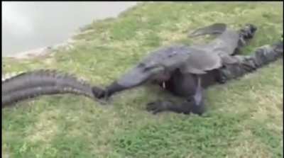 Hahaha, croc imposter