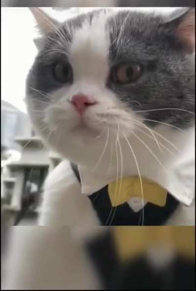 Bill Cosby&rsquo;s catq