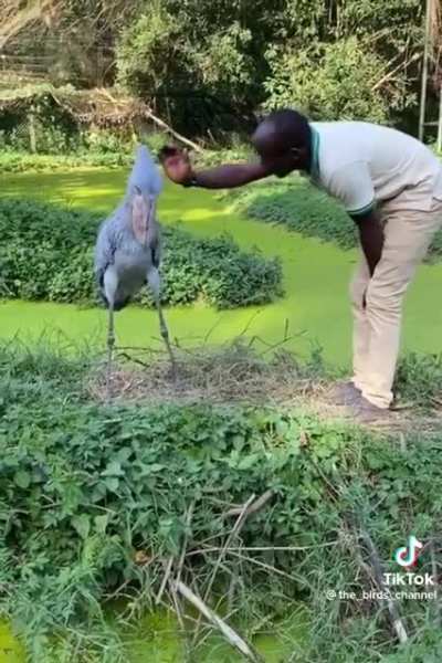 A great smart bird