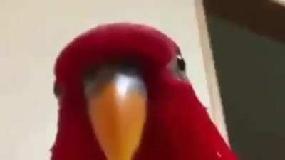 Birb