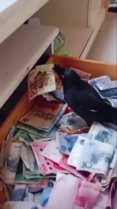 invertir en un p&aacute;jaro