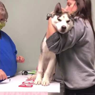Dog vs Shot