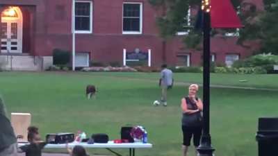 Just a good doggo playing ball with human