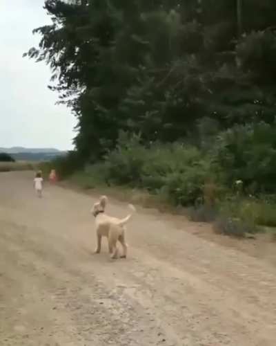 Dog stops tornado