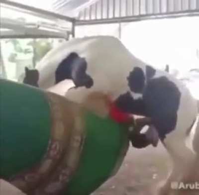 Horse rape