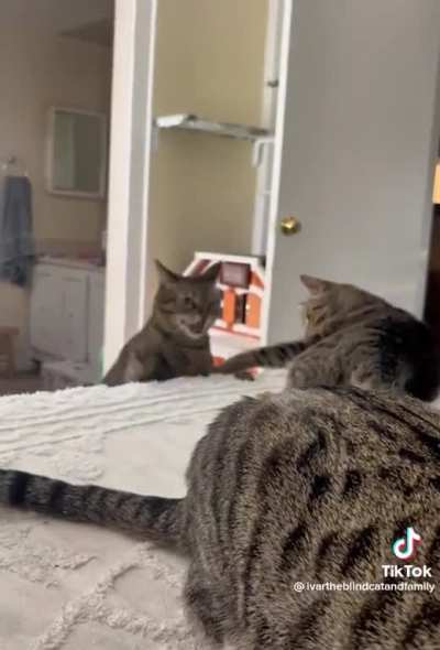 There&rsquo;s just so much to unpack in such a short video. Cats are cute though.