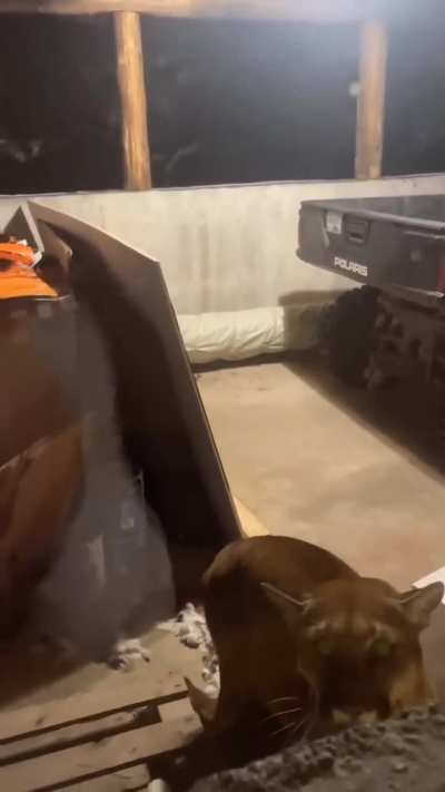 POV: There&rsquo;s a mountain lion munching on the family cat in your garage.
