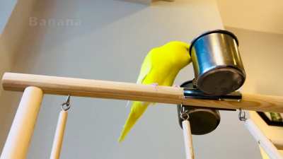 Hima-chan the Talking Budgie Says "Thanks, Obama!" (Among other things)