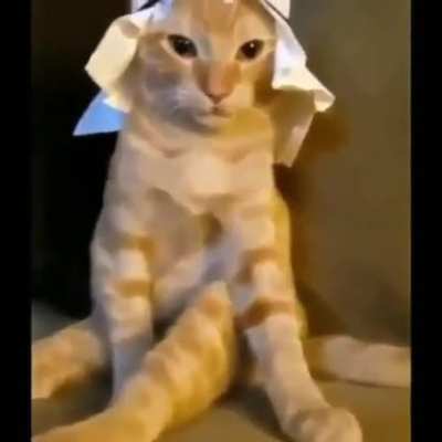 Gato &aacute;rabe