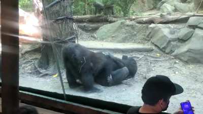 Gorillas shock onlookers with oral sex show at Bronx Zoo