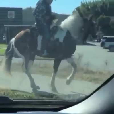 Horse dancing to music