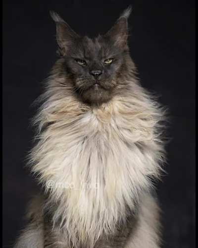 Majestic Maine Coon