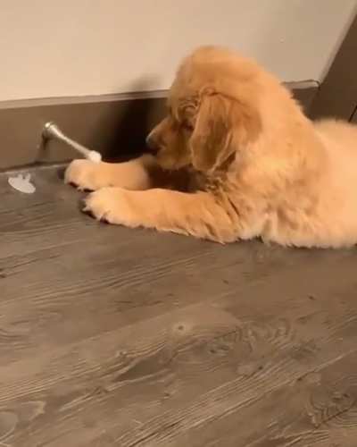 Cute idiot