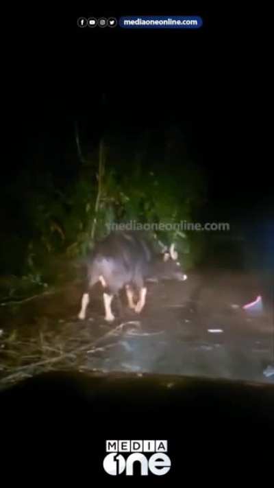 Bison Attack
