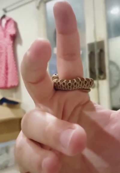am smol snek...