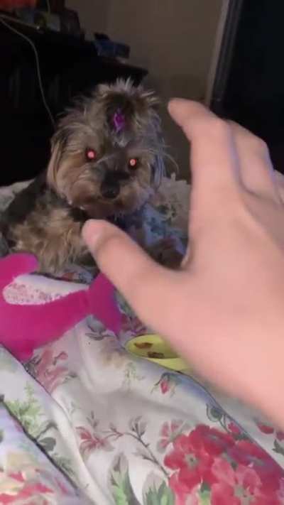 Evil puppy