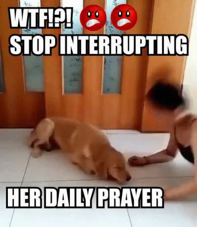 STUPID idOT DOG! sTOP IT! 🤬😡😡🤬🤬👿