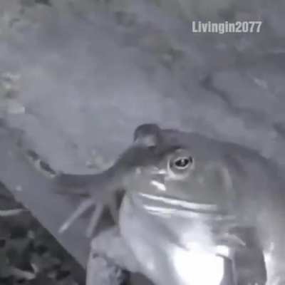 iLuTV - Video #8592