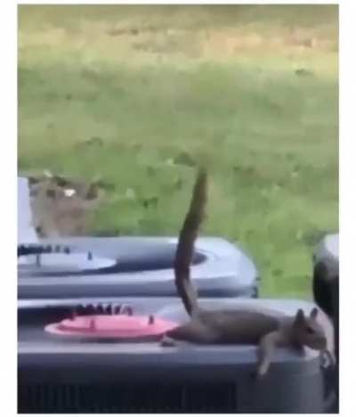 The flying shit (idk if this has been posted already)